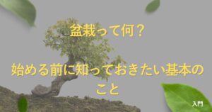 what-is-bonsai