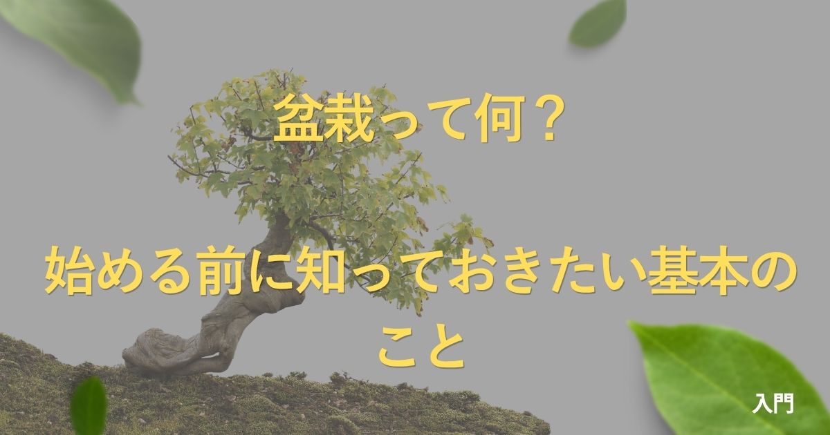 what-is-bonsai