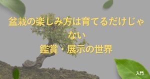 how-to-enjoy-bonsai