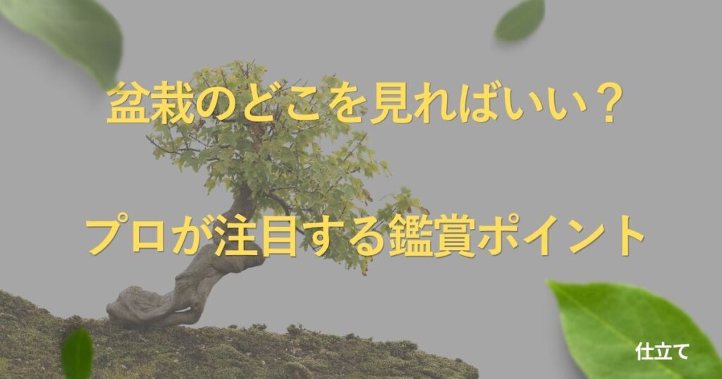 bonsai-appreciation-guide