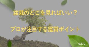 bonsai-appreciation-guide