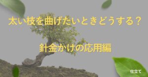 advanced-bonsai-bending