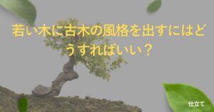 bonsai-aging-technique