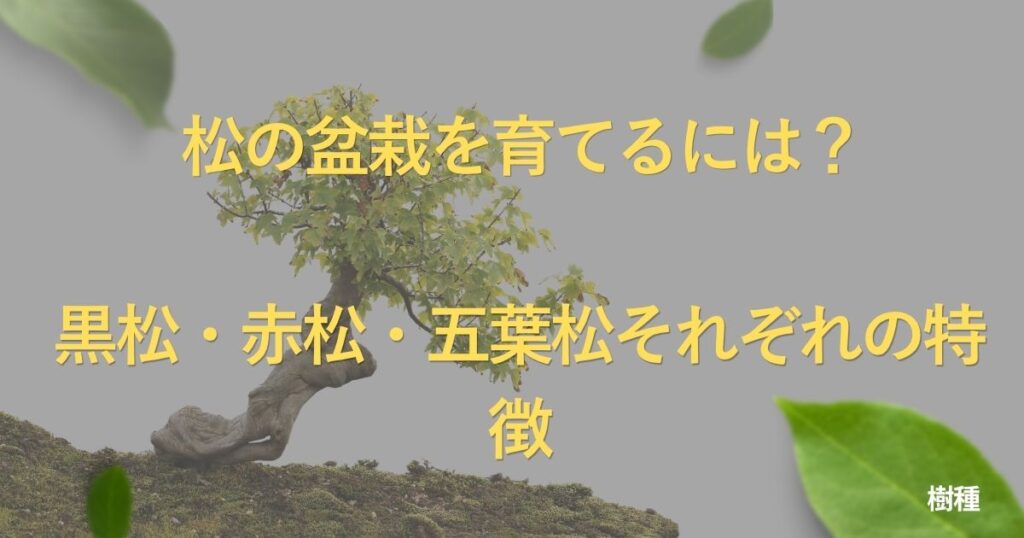pine-bonsai-guide