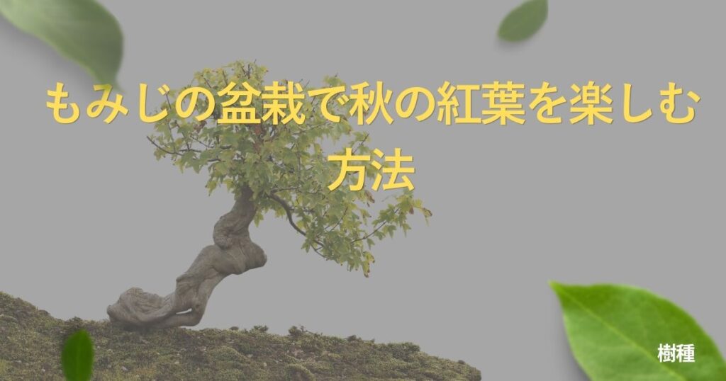 maple-bonsai-guide
