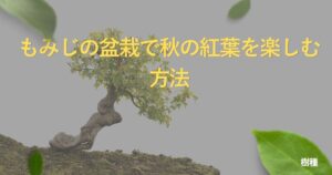 maple-bonsai-guide