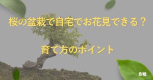 cherry-blossom-bonsai