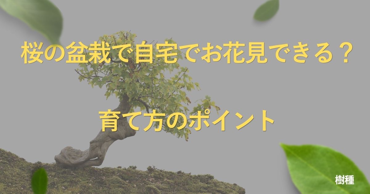 cherry-blossom-bonsai