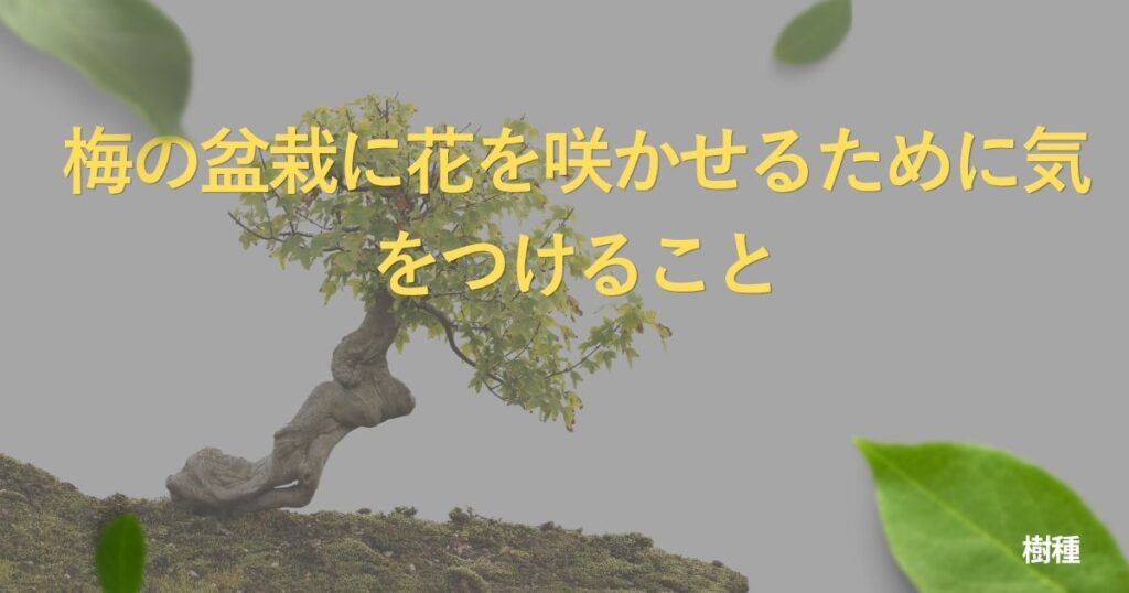 plum-bonsai-guide