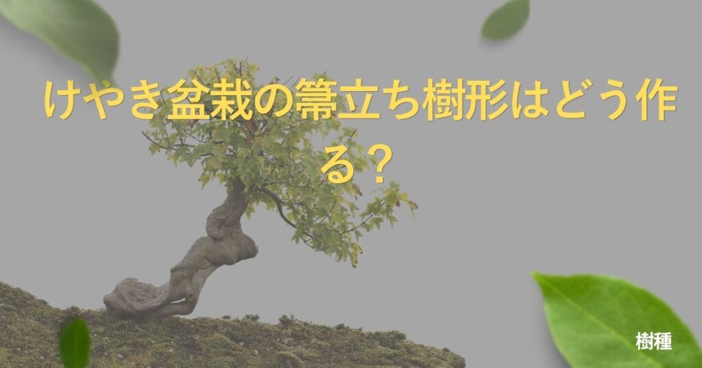 zelkova-bonsai-guide