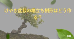 zelkova-bonsai-guide