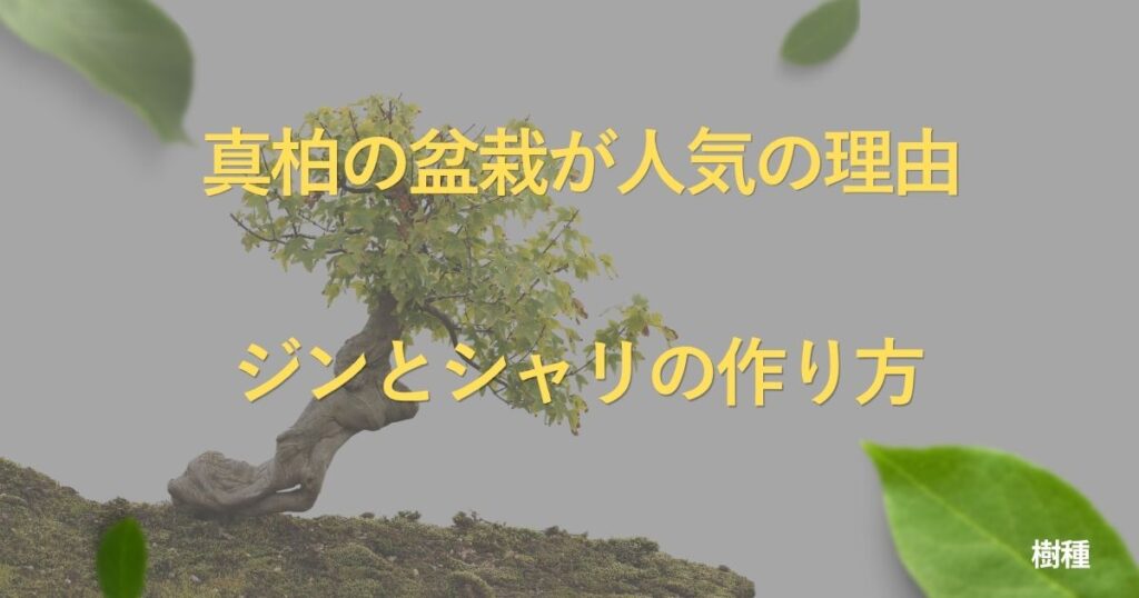 juniper-bonsai-guide