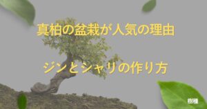 juniper-bonsai-guide