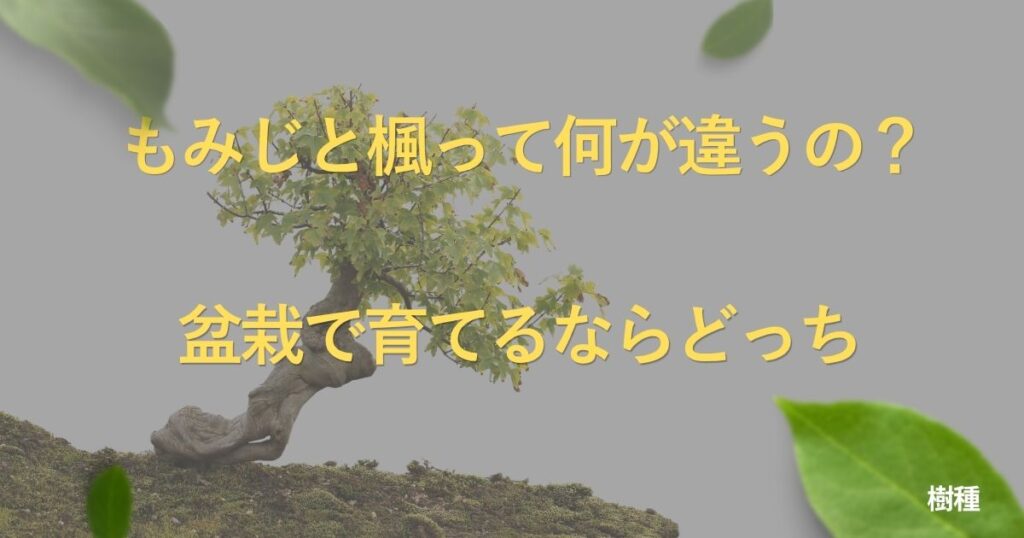 maple-vs-kaede