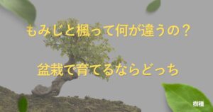 maple-vs-kaede
