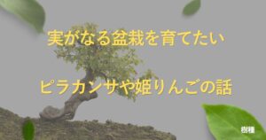 fruit-bonsai-guide