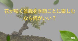 flowering-bonsai-guide