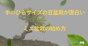 mini-bonsai-guide