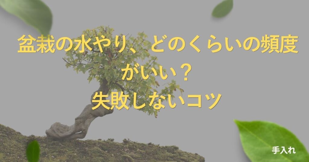 bonsai-watering-guide