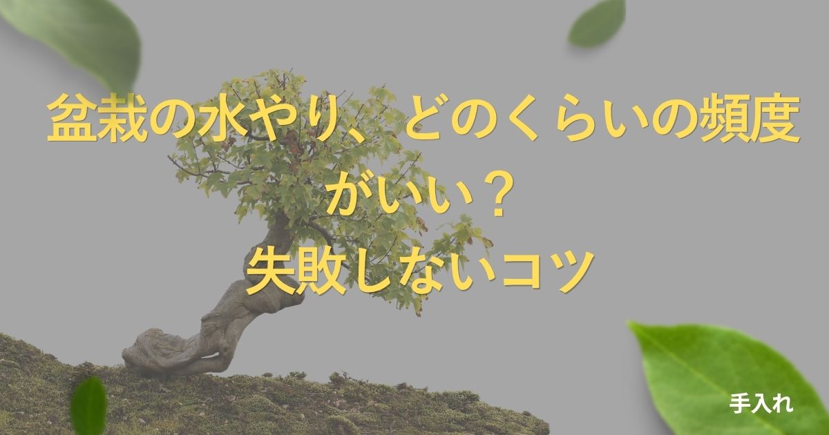 bonsai-watering-guide
