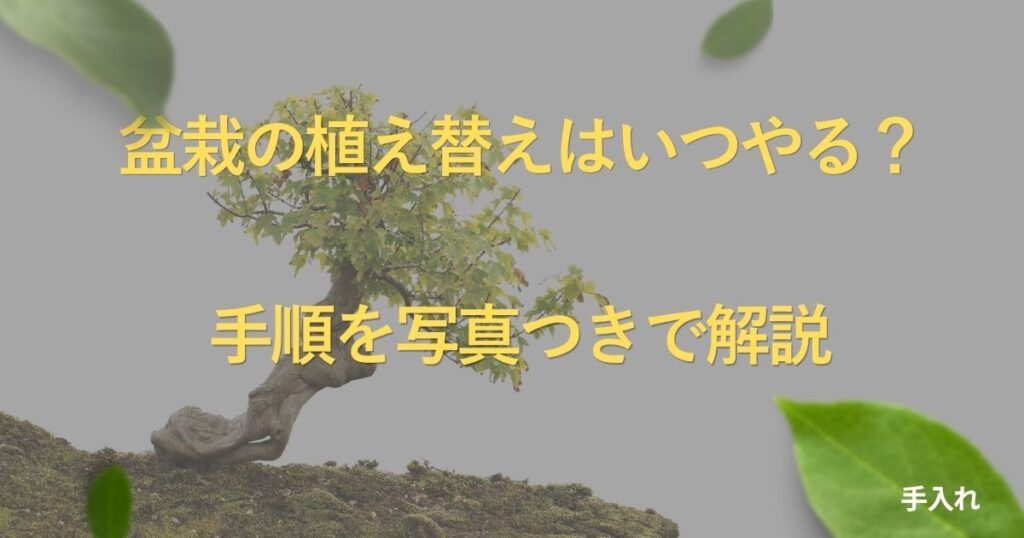 bonsai-repotting-guide