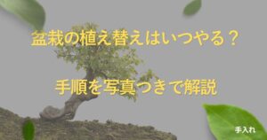 bonsai-repotting-guide