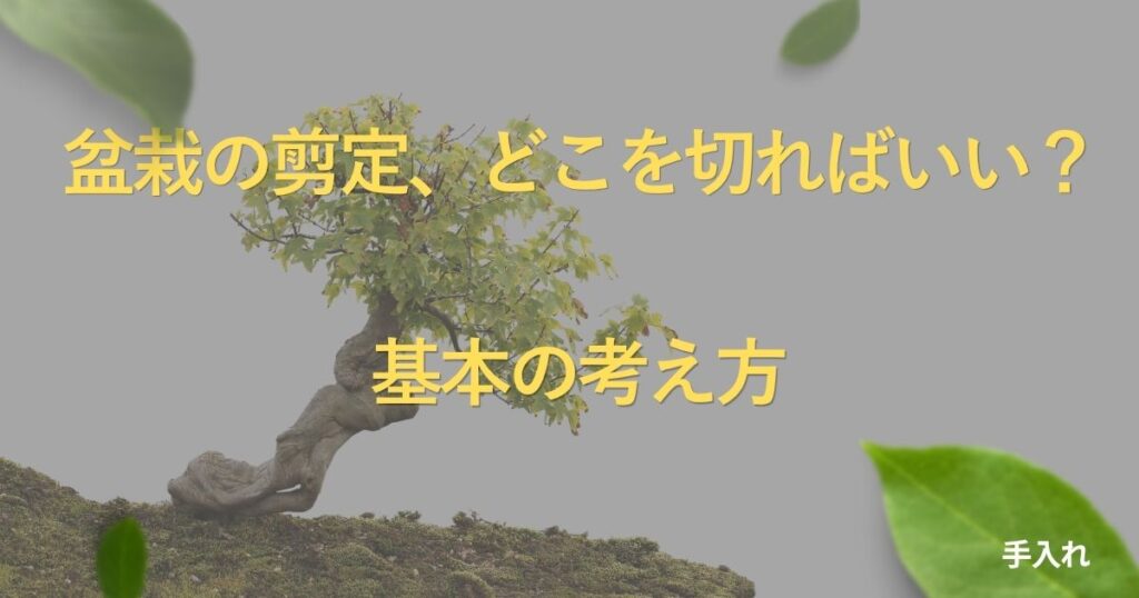 bonsai-pruning-basics