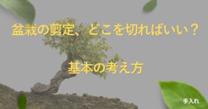 bonsai-pruning-basics
