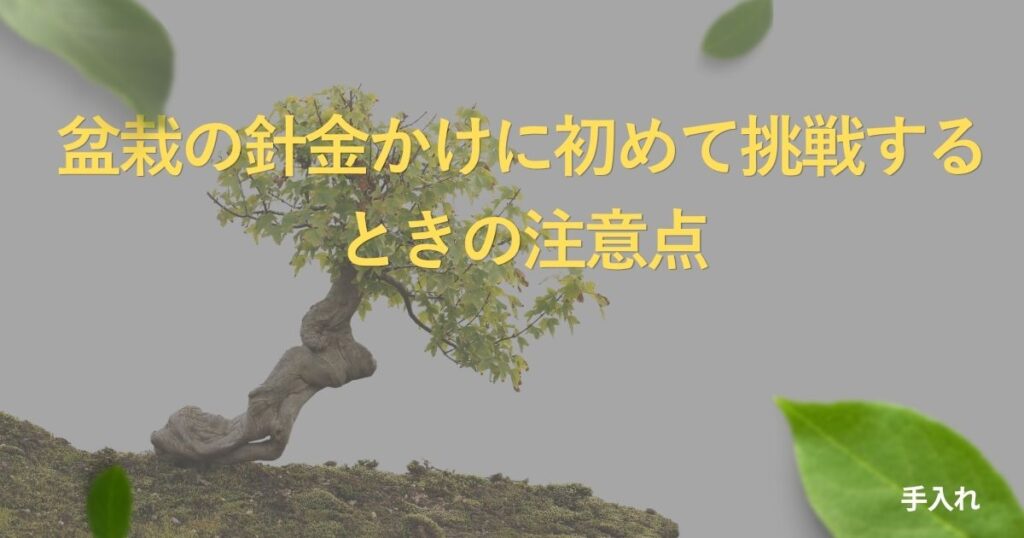 bonsai-wiring-basics