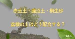 bonsai-soil-guide