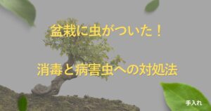 bonsai-pest-control