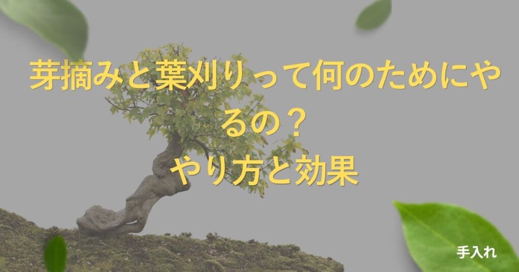 bonsai-leaf-trimming