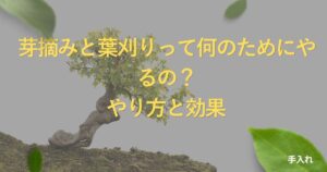bonsai-leaf-trimming