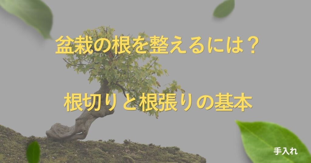bonsai-root-care