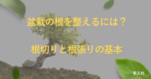 bonsai-root-care