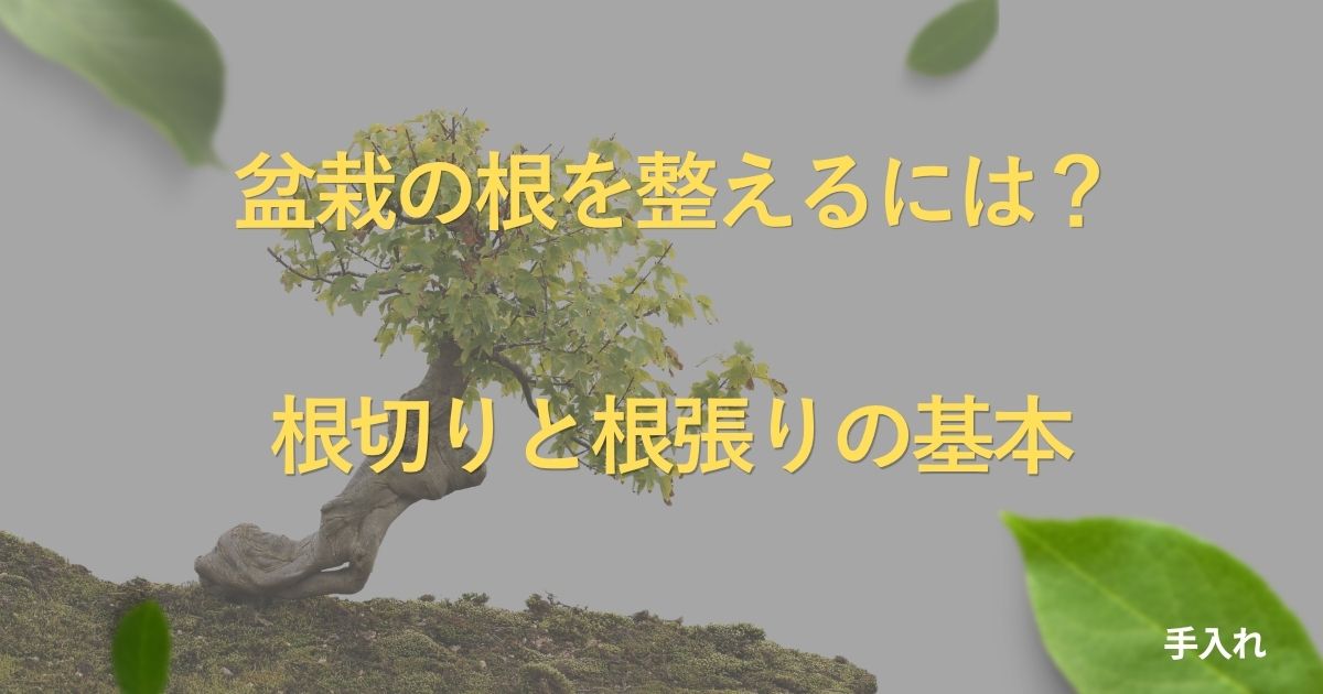 bonsai-root-care