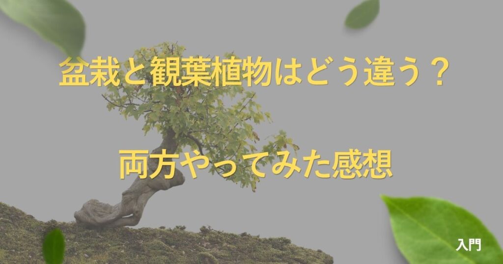 bonsai-vs-houseplant
