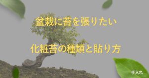 bonsai-moss-guide