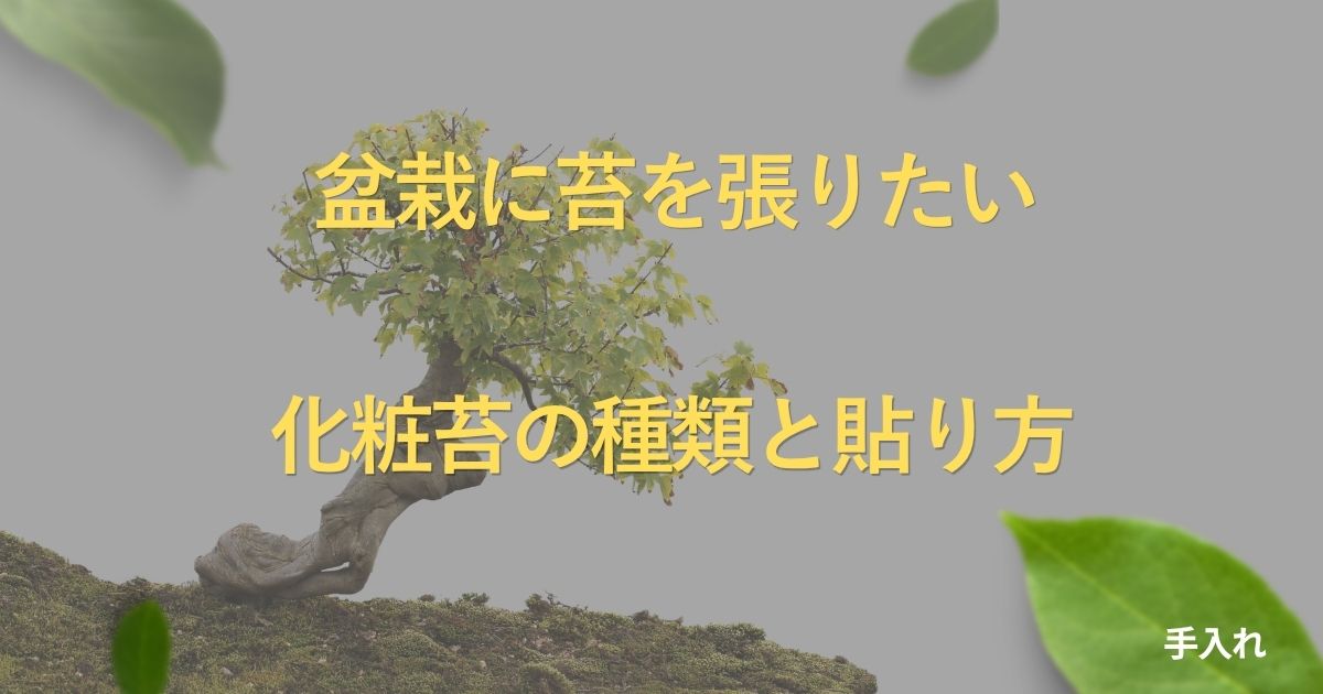 bonsai-moss-guide