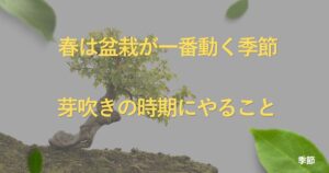 spring-bonsai-care