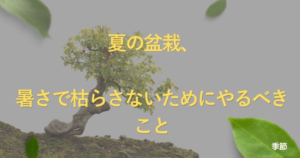 summer-bonsai-care