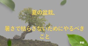 summer-bonsai-care