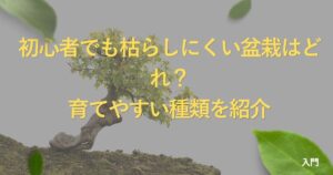 best-bonsai-for-beginners