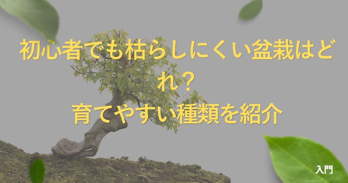 best-bonsai-for-beginners