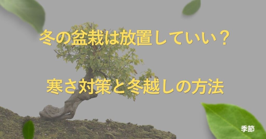 winter-bonsai-care