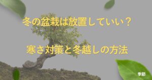 winter-bonsai-care