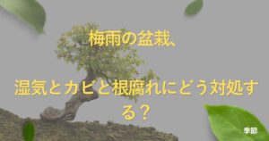 rainy-season-bonsai