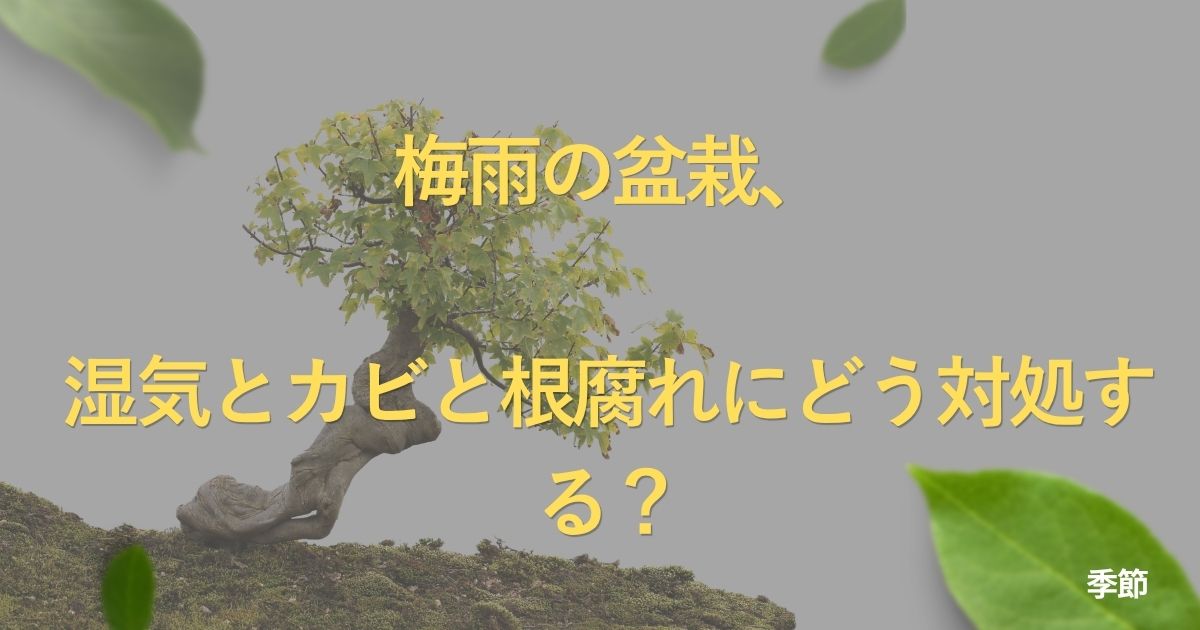 rainy-season-bonsai