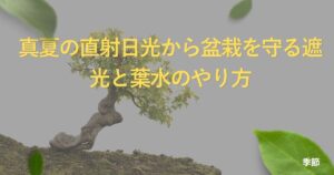 midsummer-bonsai-protection