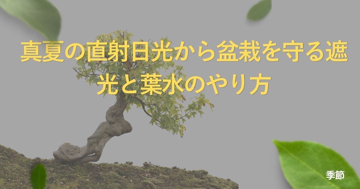 midsummer-bonsai-protection